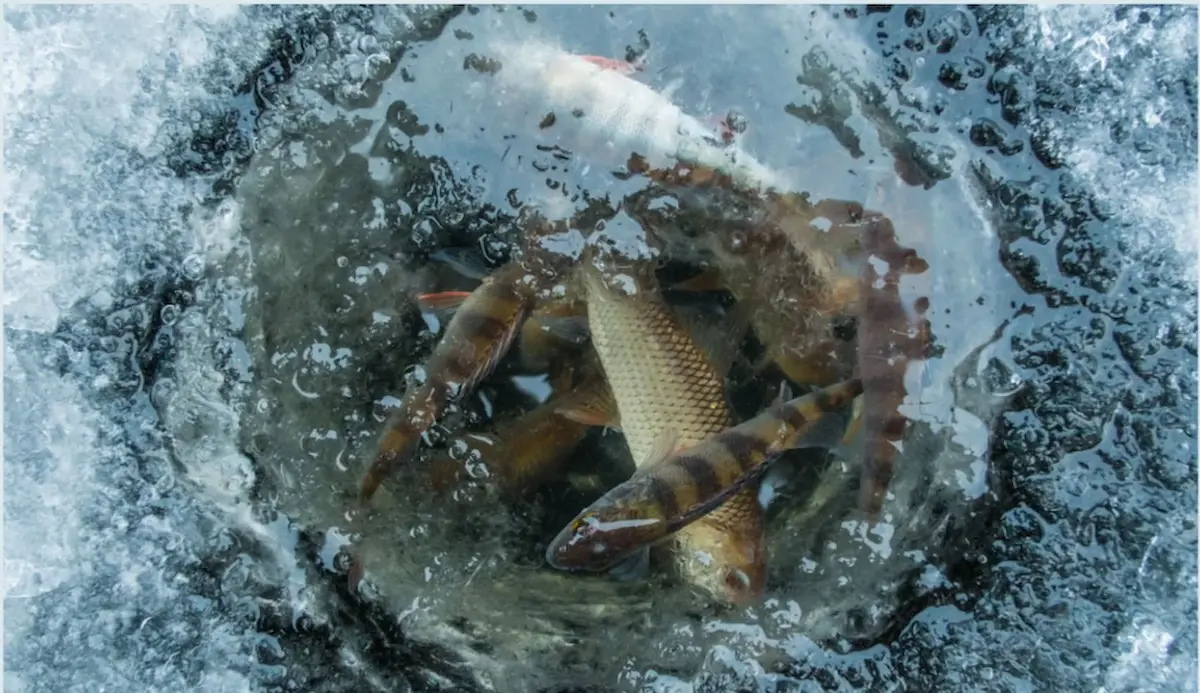 Fishing in wintering grounds in Odesa region will be prohibited from November 1.