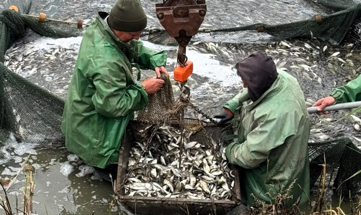 Über 320tausend junge Störungen wurden in die Seen Yalpug-Kugurлуй freigesetzt